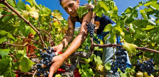 Island Hvar & wine tasting